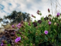 desert flowers near Magdalena 061800