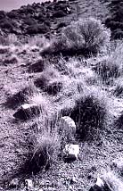 Near Embudo Canyon (Mark Horner photo)